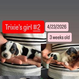 Trixie's girl 2 - Piebald female Dachshund puppy in Grand Junction, Michigan from J.C fur babies