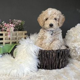 Bernedoodle and Goldendoodle Puppies from I Dream of Doodles