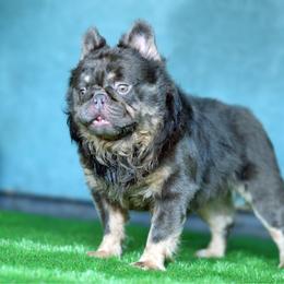 Mom - French Bulldog