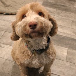 Nano - Australian Labradoodle