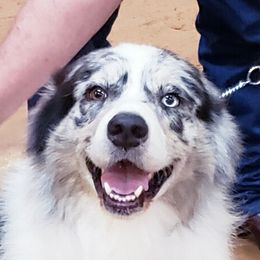 Australian Shepherds from Hawk Hill Australian Shepherds