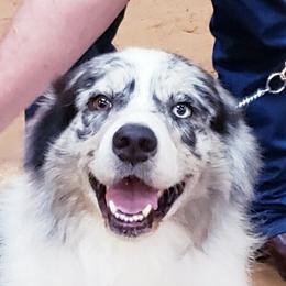 Australian Shepherds from Hawk Hill Australian Shepherds