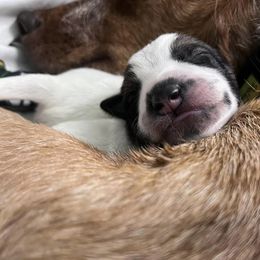 Australian Cattle Dogs from CT Mini Heelers