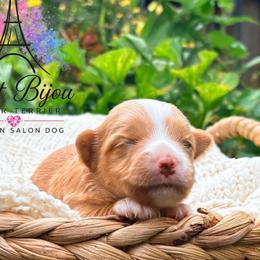 Cream Girl - female Russian Salon Dog puppy in Iva, South Carolina from Petit Bijou Biewer Terriers & Russian Salon Dogs