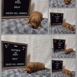 Golden Retriever Puppies from South Hill Golden Retrievers