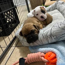 Yellow - White female Boxer puppy in Denver, Colorado from Yuni’s AKC Boxers