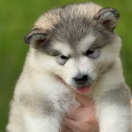Girl 4 - Gray and white female Alaskan Malamute puppy in Ramsey, Minnesota from Windchaser Kennels
