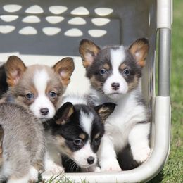 American Corgi, French Bulldog, and Pembroke Welsh Corgi Puppies from Moonstone Corgis & Frenchies