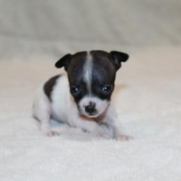 Sprinkles - Black and white female Chihuahua puppy in Willamina, Oregon from Cherished Chihuahuas