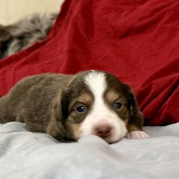 Mabel - Red tri female Toy Australian Shepherd puppy in College Station, Texas from South Paw Toy Aussies