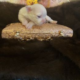 Goose - White male Chihuahua puppy in Red Bluff, California from Aye Chihuahua