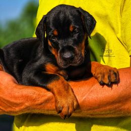Girl 1 - Black and rust female Doberman Pinscher puppy in China Township, Michigan from Snell's Superior Kennel Dobermann & GSP