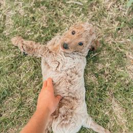Thomas - Apricot male Goldendoodle puppy in Yukon, Oklahoma from Bows and Ties Doodles, LLC