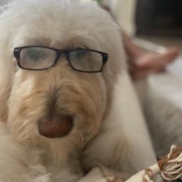 Bernedoodle, Goldendoodle, and Sheepadoodle Puppies from Dhalia’s Doodles