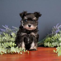 Cash - Black and silver male Miniature Schnauzer puppy in Hedgesville, West Virginia from Clay Hill Kennels