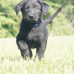 Mr. Navy Collar Black Male - Black male Labrador Retriever puppy in Johnston, South Carolina from Dry Pond Retrievers, LLC