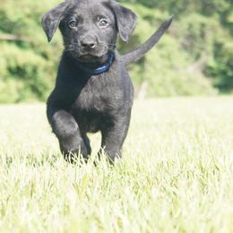 Mr. Navy Collar Black Male - Black male Labrador Retriever puppy in Johnston, South Carolina from Dry Pond Retrievers, LLC