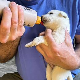 German Shepherd Puppies from PatriotPups.org