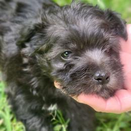 Opal - Black and white female Schnoodle puppy in Arkansas from Harper's Pups