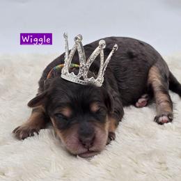 Wiggle - Blue merle female Bernedoodle puppy in Neillsville, Wisconsin from Granton Creek
