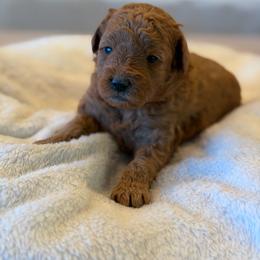 Green - Apricot female Goldendoodle puppy in Payson, Utah from Country Sky Doodles