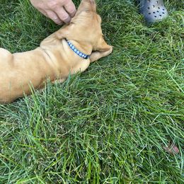 Vizsla Puppies from Shepherd Family Vizslas