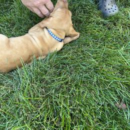 Vizsla Puppies from Shepherd Family Vizslas