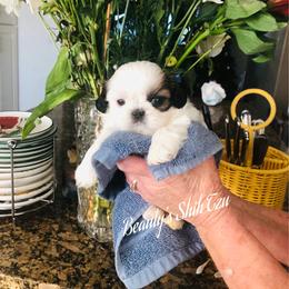 Tiny Clark - Gold and white male Shih Tzu puppy in Manteca, California from Beauty's Shih Tzu (California)