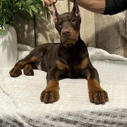 Doberman Pinscher Puppies from Gold Star Canines