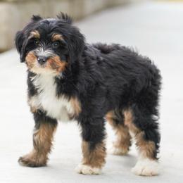 Fawn - Tri-color female Bernedoodle puppy in Dundee, Ohio from Down Home Doodle