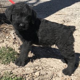 Giant Schnauzer Puppies from Jordan Giant Schnauzers
