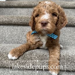 Blue Pup - Male - Apricot male Goldendoodle puppy in Dacula, Georgia from Lakeside Pups