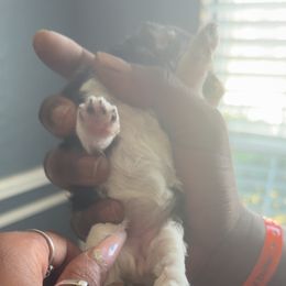 Girl 3 - Chocolate, tan and white female Yorkshire Terrier puppy in Little Elm, Texas from Breedlove Pupps