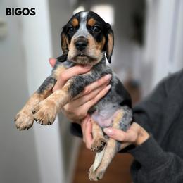 Bigos - Black tan and bluetick male Beagle puppy in Coraopolis, Pennsylvania from DeNard Beagles
