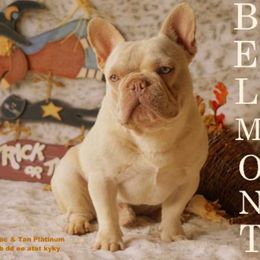 French Bulldog All Grown Up from Cooper’s French Bulldogs