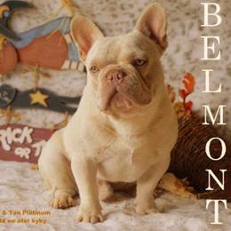 French Bulldog All Grown Up from Cooper’s French Bulldogs