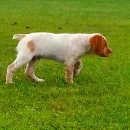 French Brittany Puppies from Solitaire kennel / French Brittanies