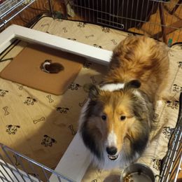 Millie - Shetland Sheepdog