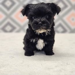 Jasper - Black male Morkie puppy in Monticello, Iowa from Ashley’s Puppies