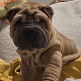 Scooby - Brown male Chinese Shar-Pei puppy in Bakersfield, California from Cashmerewrinkles