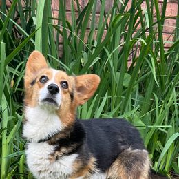 Bella - Pembroke Welsh Corgi