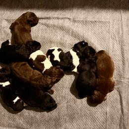 FOUR - White and brown female Newfoundland puppy in Tully, New York from Bear Paw Newfoundlands