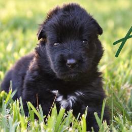 Ace - Black male German Shepherd puppy in Canton, Texas from WILDWOOD GERMAN SHEPHERDS