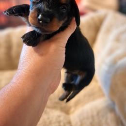 Raven - Black and tan male Dachshund puppy in Statesville, North Carolina from Dannie's Doxies