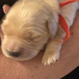 Golden Retriever Puppies from Rangel’s Adorable Golden Retrievers of Dallas Texas