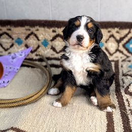 Harper - Black rust and white Bernese Mountain Dog puppy in Findlay, Ohio from Rafter 58 Bernese Mountains and Bernedoodles
