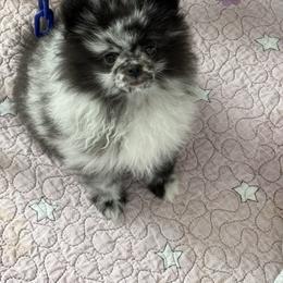 Boy 2 - Blue merle male Pomeranian puppy in Fort Jones, California from High Rocking Pom Poms