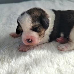 Cindy - Black tri-color female Assorted Doodle Crosses puppy in Blackfoot, Idaho from Lucky Pup Meadows