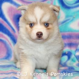 Skimmer - Lavender male Pomsky puppy in Centerville, Iowa from LJ Kennels Pomskies, LLC