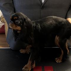 Missandei - English Toy Spaniel